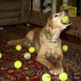 Our dog Blizzard loves tennis balls. Really, really, REALLY loves them.  So our foster kids over the years have made it a habit to collect tennis balls form the woods behind our neighborhood tennis court...