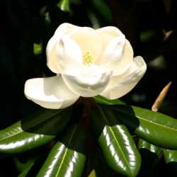 Flowers from our garden - magnolia