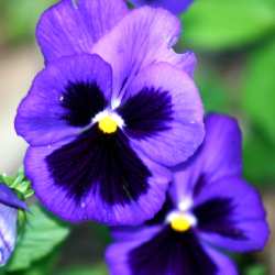 Pansies