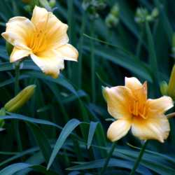 Day Lilies