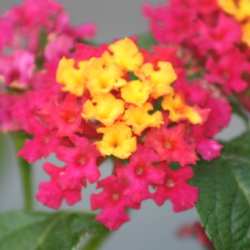 Lantana