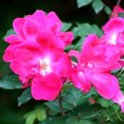 Nearly-wild roses