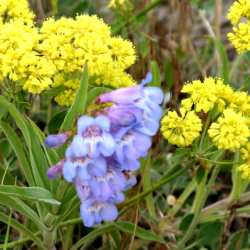 Mountain flowers