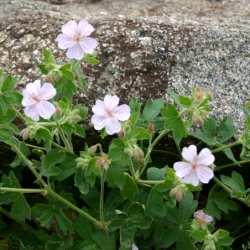 Rock flowers