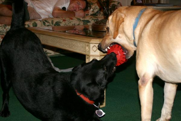 Cleo and Molly play with the ball