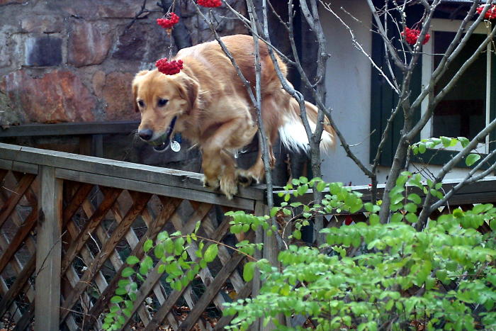 Blizzard jumps the playhouse fence