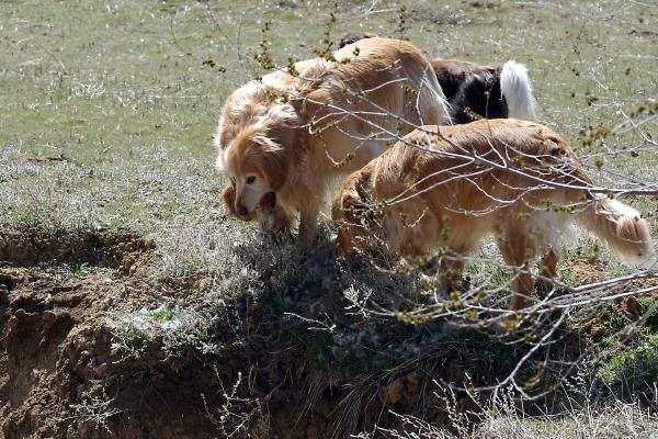 Dogs at the edge of the pit