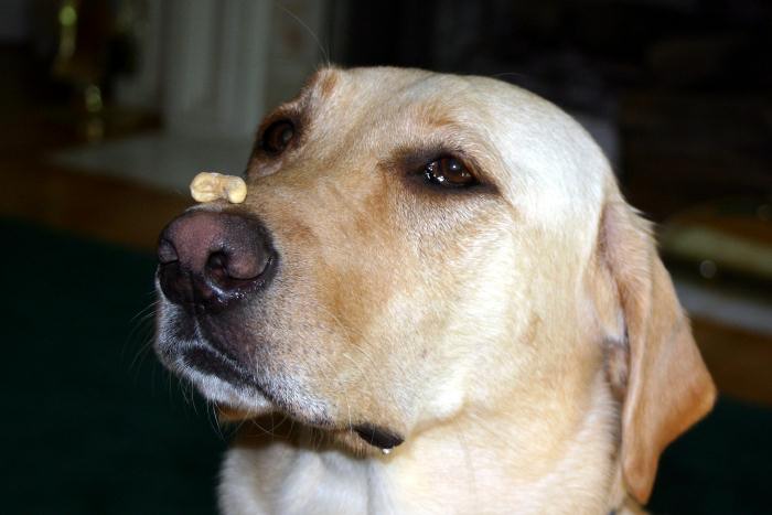 Debbie's dog Molly, in Atlanta.  She stayed with the cashew nut on her nose long enough for me to go upstairs and get the camera!