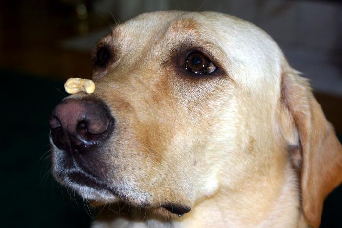 What a well-trained dog!  You know she wanted to eat that cashew!