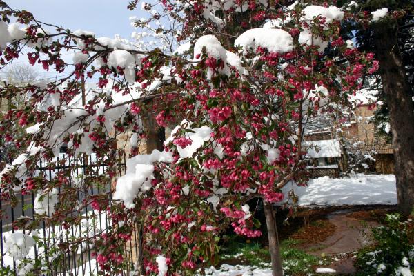 It was cool to see the snow mounded on the emerging Spring flowers