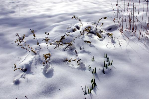 And these emerging tulips and shrubs got a new cover