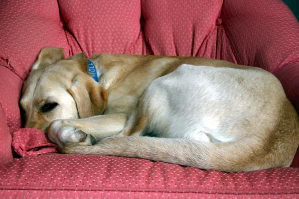 Back in Atlanta, Molly looks so cute curled up in her chair.