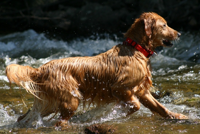 2005 - Blizzie has become a river dog, here in Boulder Creek