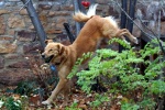 2004 - in the backyard in Boulder.  This pic was in the AJC.